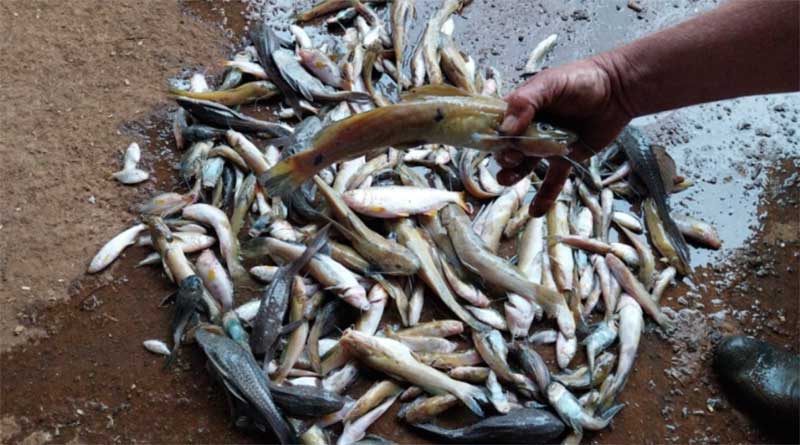 Polícia Ambiental realiza prisão por poluição com mortandade de peixes em Três Passos, RS