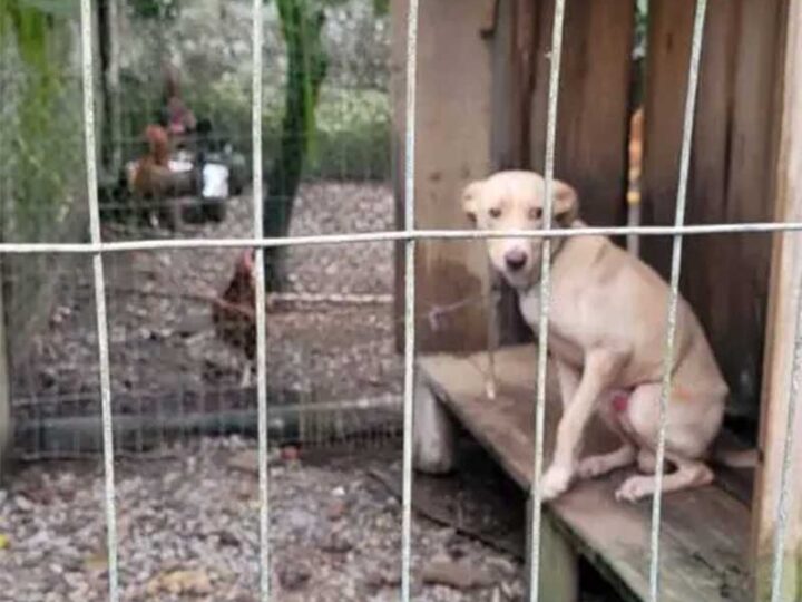 Homem é indiciado após maus-tratos contra cães em Armazém, SC