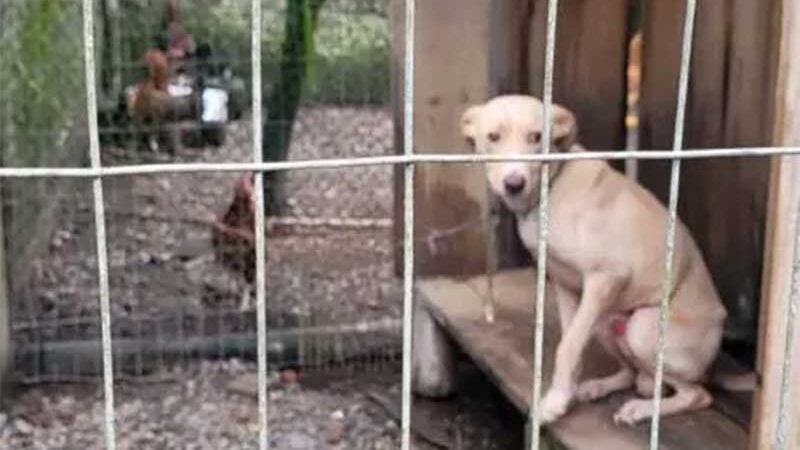 Homem é indiciado após maus-tratos contra cães em Armazém, SC