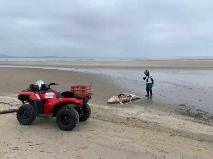 FOTOS: golfinhos são encontrados mortos em praias do norte de SC