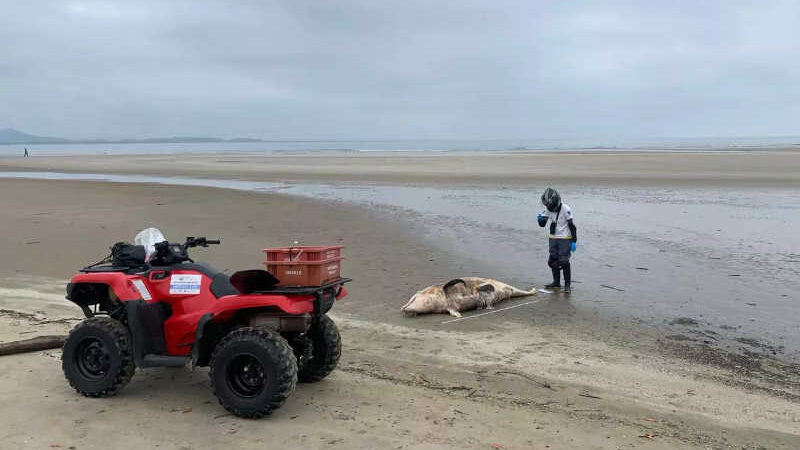 FOTOS: golfinhos são encontrados mortos em praias do norte de SC