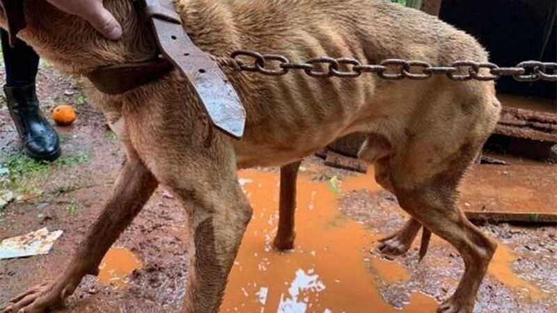 Homem é condenado por maus-tratos a cão em Capinzal, SC