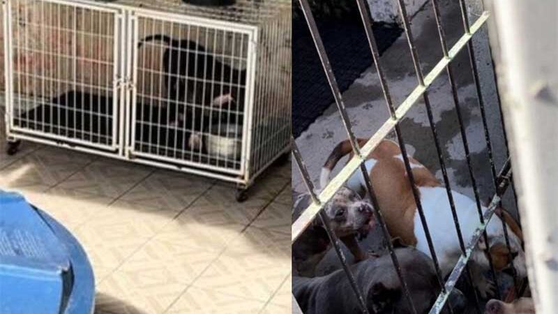 Operação policial localiza cães em situação de maus-tratos e indicia proprietário de canil em Laguna, SC