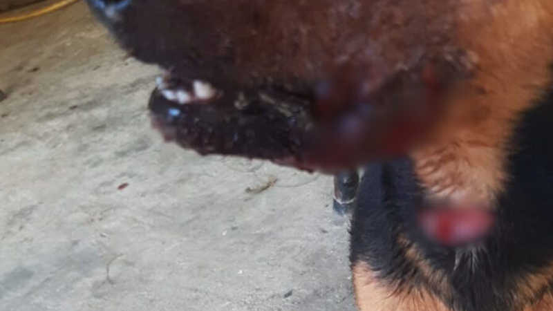 Cachorro tem boca cortada em São João Batista, SC; vídeo
