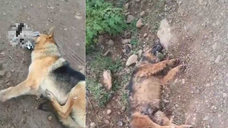 Animais estão morrendo envenenados no interior de São Joaquim, SC