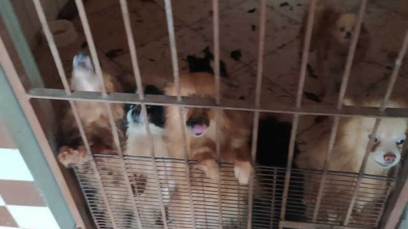 Advogada é presa por maus-tratos; 50 cachorros e 20 gatos foram resgatados pela PM em SC
