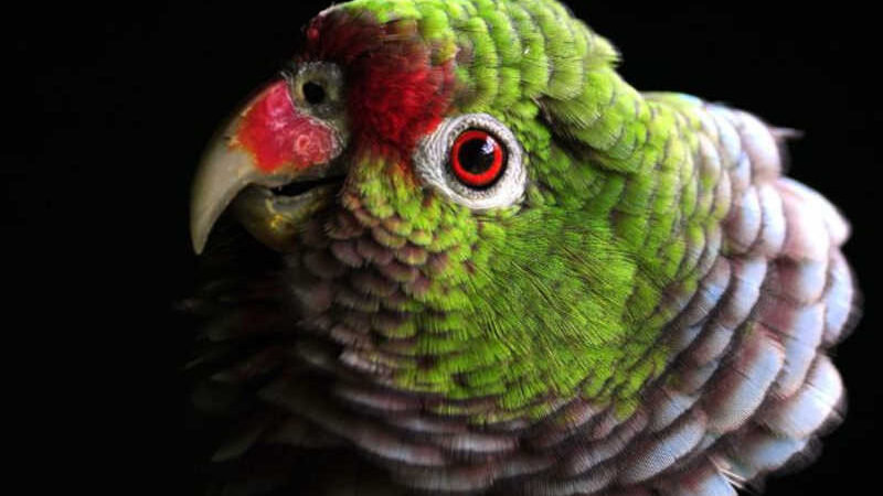 Santa Catarina lidera reabilitação de papagaios ameaçados