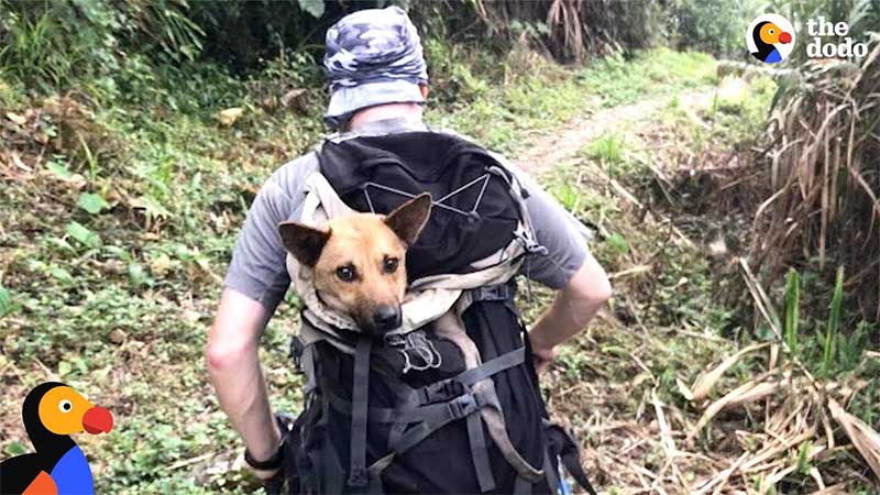 Equipes de resgate caminham por 12 horas para salvar cachorro que perdeu as patas dianteiras em uma armadilha de caçador; VÍDEO