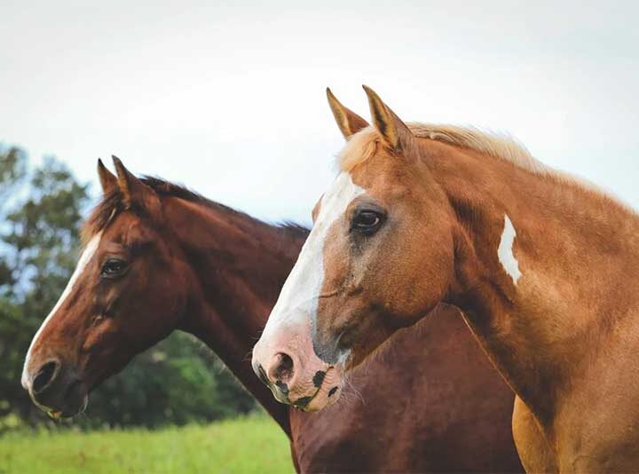 A história do único santuário de cavalos na Sérvia