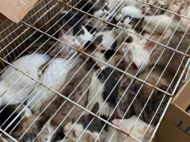 30 gatos são abandonados em gaiola na zona sul de Aracaju