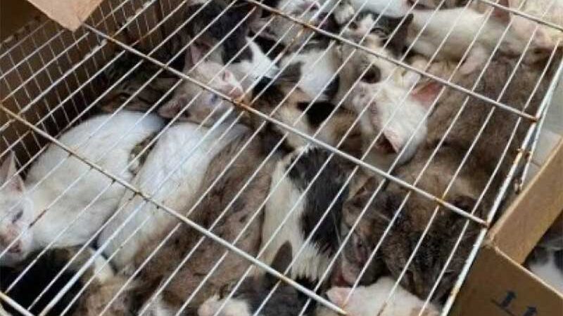 30 gatos são abandonados em gaiola na zona sul de Aracaju