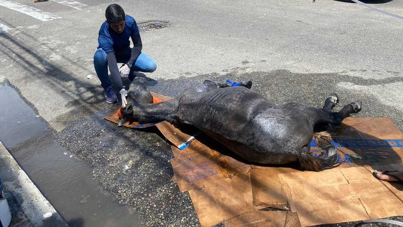 Cavalo vítima de maus-tratos é abandonado no centro de Aracaju; VÍDEO