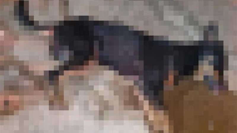 Homem é preso por espancar cachorra com pedaço de pau em Mogi Guaçu, SP