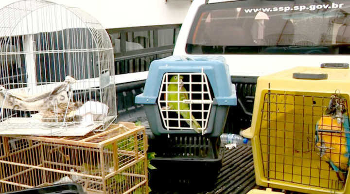 Proprietário de clínica com animais em situação de maus-tratos é preso no interior de SP