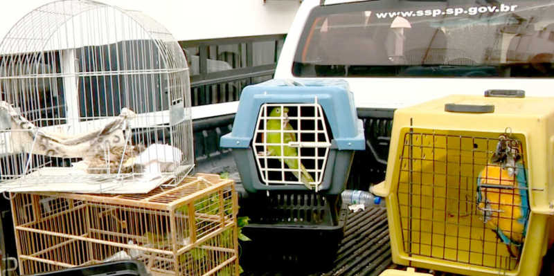 Proprietário de clínica com animais em situação de maus-tratos é preso no interior de SP