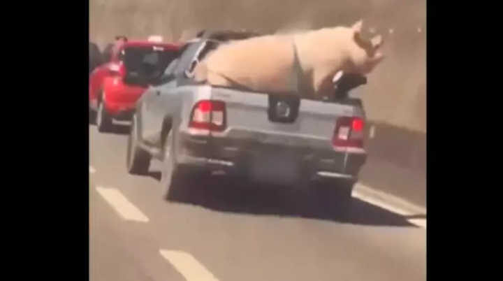 Motorista transporta porco amarrado em caçamba de carro na Grande SP; veja vídeo