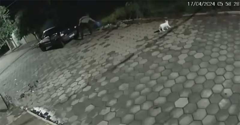 Durante a madrugada homem é filmado abandonando gata e filhotes em local ermo em Fartura, SP