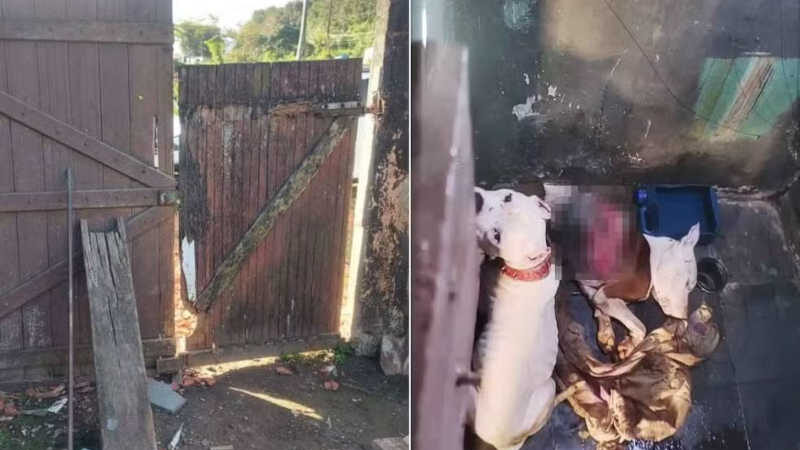 Jovem é condenado pela morte de pitbull e desnutrição ‘severa’ de cão da mesma raça no litoral de SP