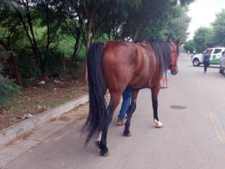 Guarulhos: Prefeitura impede evento com tração animal e apreende cavalo na Vila Santo Henrique