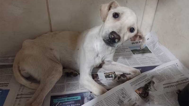 Cão é resgatado desnutrido e doente após ser abandonado na rua por tutores que se mudaram, diz polícia