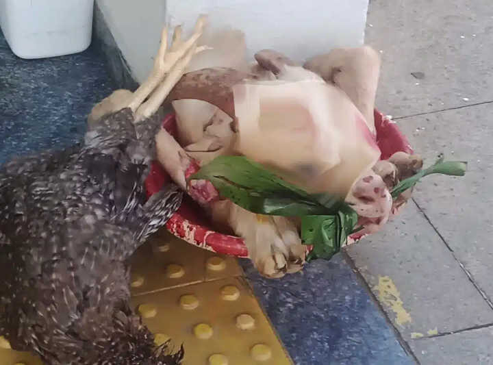 Ritual com animais mortos em Mairinque (RS) vira caso de polícia