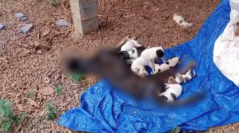 Guarda Civil encontra 11 filhotes mamando em cadela morta durante ocorrência de maus-tratos