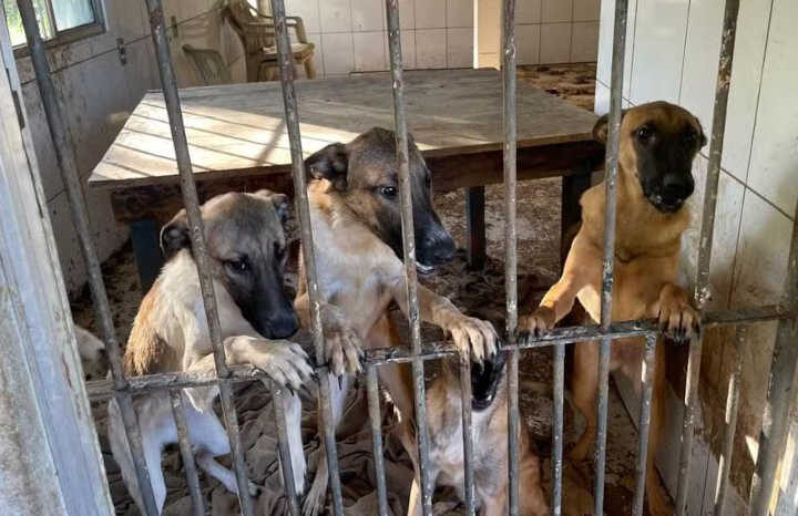 Sete cães são encontrados em situação de maus-tratos em São José dos Campos, SP; tutora foi multada em R$ 21 mil