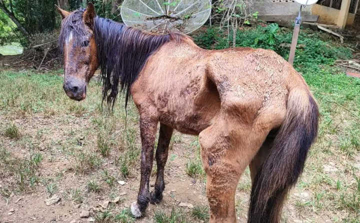 Tutora é autuada por maus-tratos por alimentar cavalo com refrigerante; animal foi encontrado desnutrido e debilitado