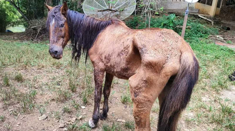 Tutora é autuada por maus-tratos por alimentar cavalo com refrigerante; animal foi encontrado desnutrido e debilitado