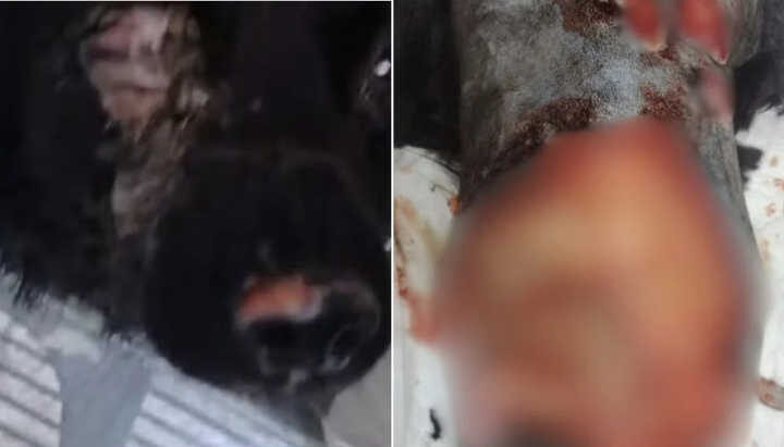 Mulher abandona cachorro ferido e cego após atacá-lo com soda cáustica