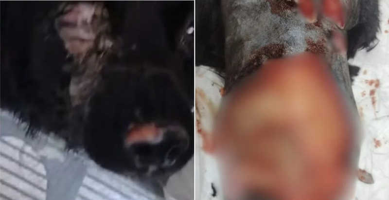Mulher abandona cachorro ferido e cego após atacá-lo com soda cáustica