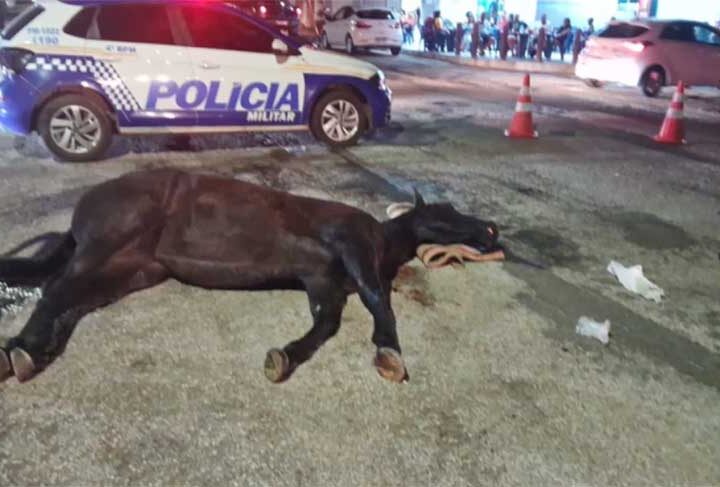 Égua que participou de cavalgada passa mal e, forçada a continuar, morre no sul do Tocantins; caso revolta moradores
