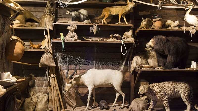 Polícia de Istambul apreende 396 espécimes taxidermizados de animais selvagens protegidos