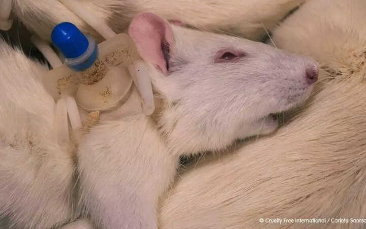 O discurso manipulador da indústria de experimentação animal