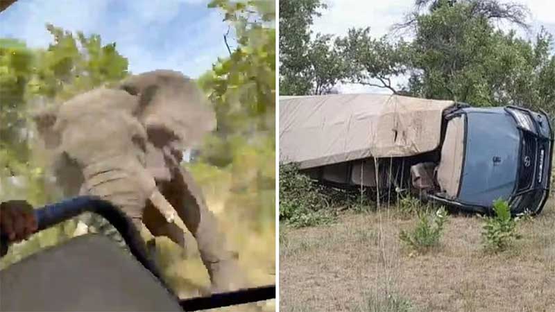 Elefante mata turista e fere cinco pessoas durante ataque em safári na Zâmbia; veja vídeo