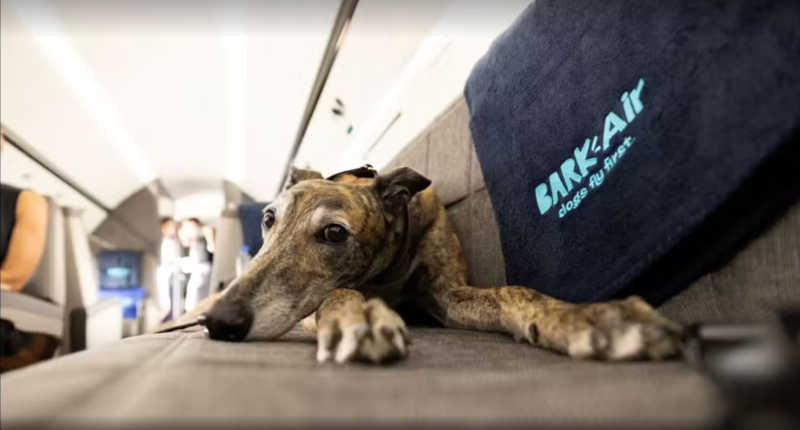 Aérea dos EUA vai oferecer voos para cães viajarem com tutores na cabine; pets terão direito a ‘drink’ e serviço de limpeza