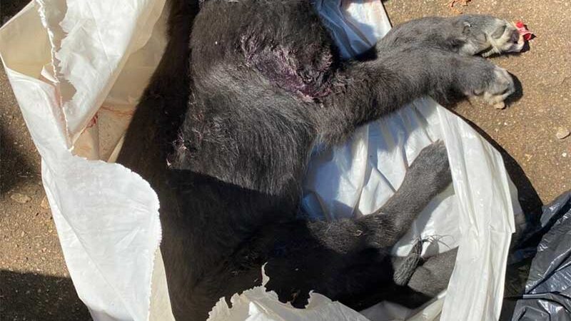 Mulher mata filhotinho de cachorro enforcado por não conseguir dormir com latidos