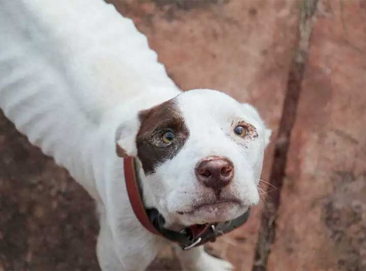 Largado à própria sorte, pitbull sobrevive com água e fubá em Campo Grande, MS
