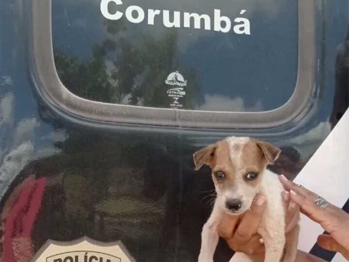 Polícia Civil realiza resgate de animal vítima de maus-tratos em Corumbá, MS