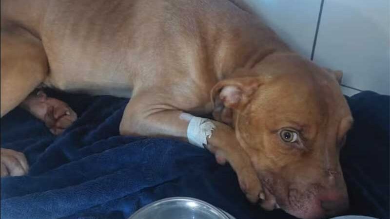 Cão resgatado quase morto de casa em Piracicaba (SP) se recupera bem
